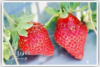 大湖草莓‧晶晶草莓園