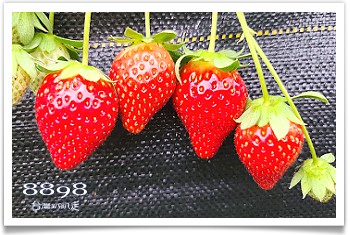 大湖草莓‧依虹高架草莓園