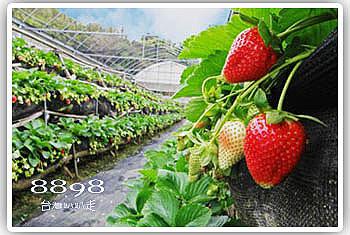 大湖草莓‧新興高架草莓園