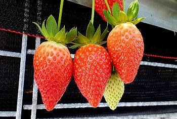 大湖草莓網-大湖草莓季11-4月