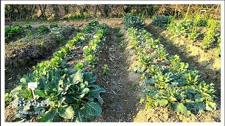 新竹民宿‧娘子漢農家樂