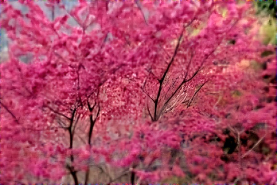 雪霸民宿．森悅雲海民宿