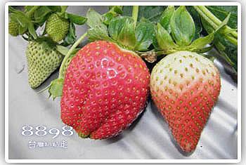 大湖草莓‧榮貴草莓園