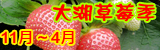 大湖草莓季
